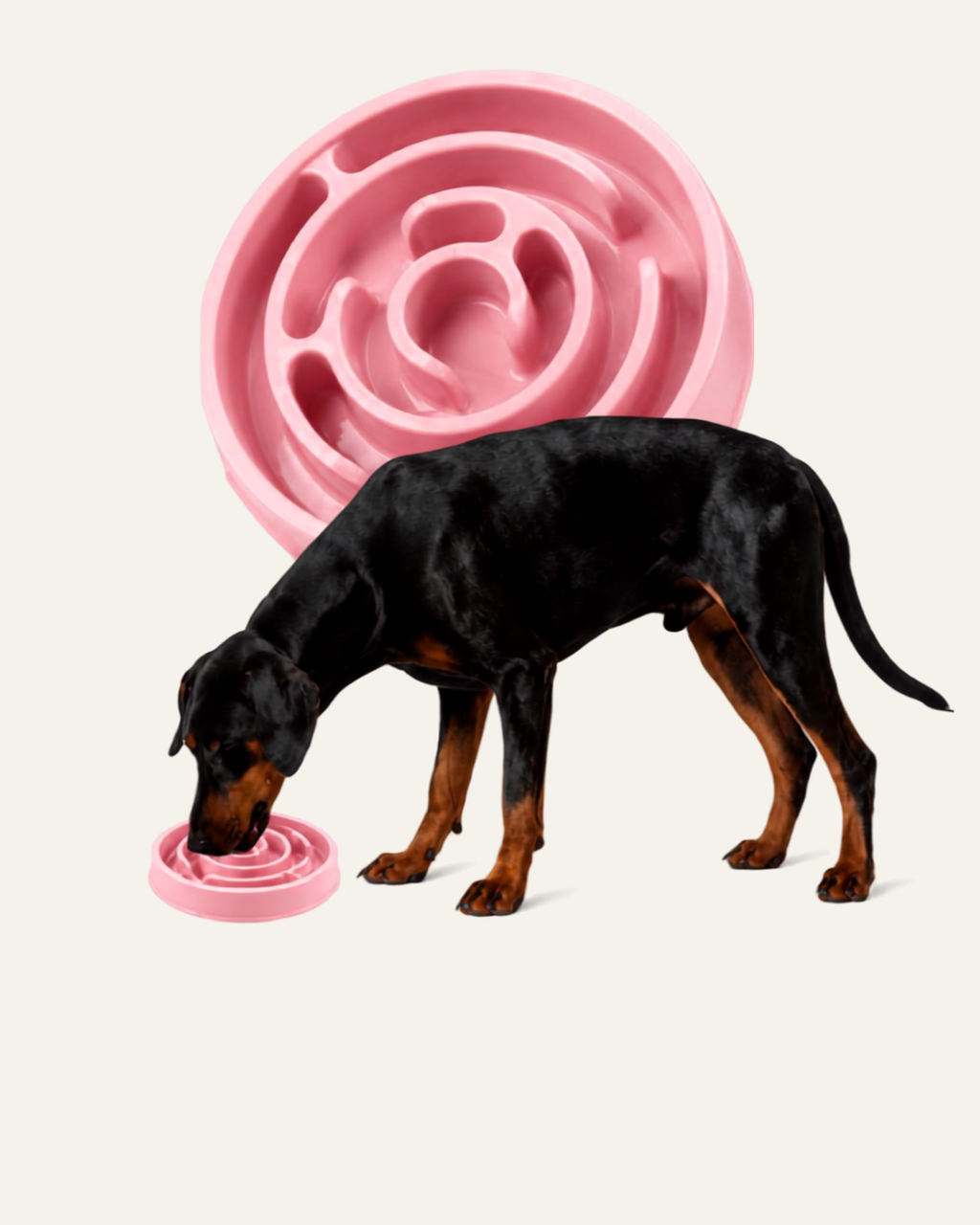 Macaron Slow Bowl – Ciotola Slow Feeder per cani