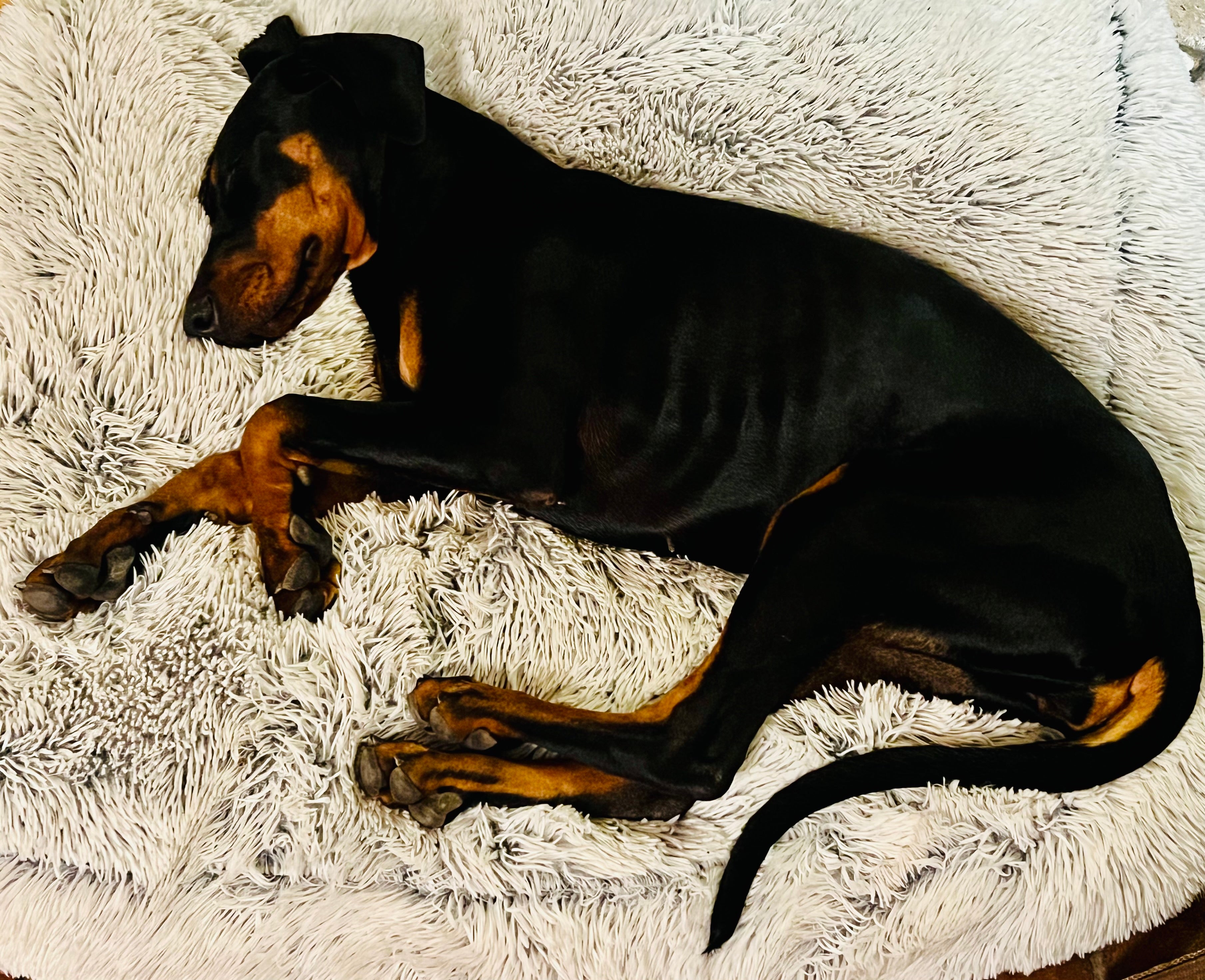 Cane rilassato sul letto ortopedico in memory foam Soul & Tail