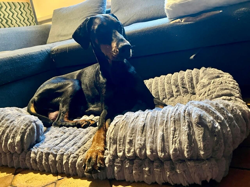 Doberman Susy seduta fiera su letto ortopedico memory foam per cani grandi Soul & Tail