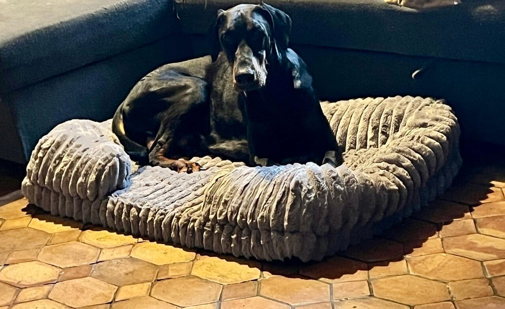 Letto ortopedico memory foam per cani grandi - Doberman Susy testimonial Soul & Tail