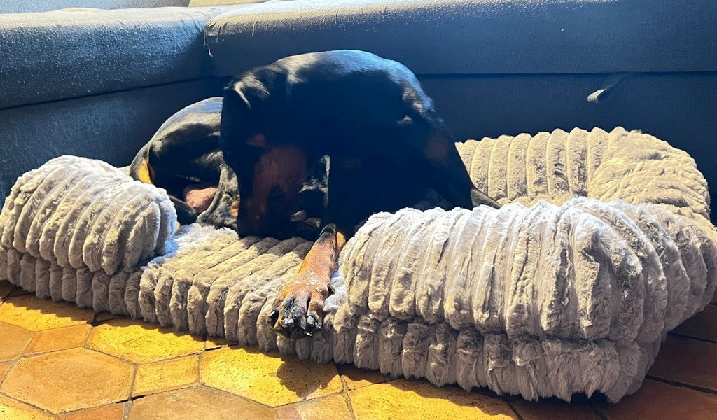 Doberman Susy si rilassa sul letto ortopedico memory foam per cani grandi Soul & Tail - vista di profilo